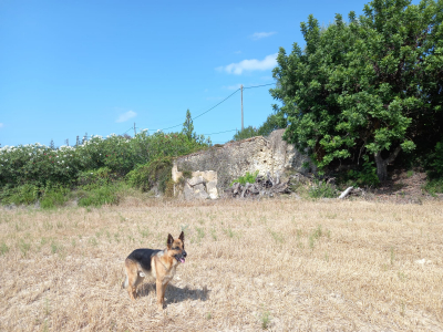 Grundstück mit Brunnen bei Alcudia